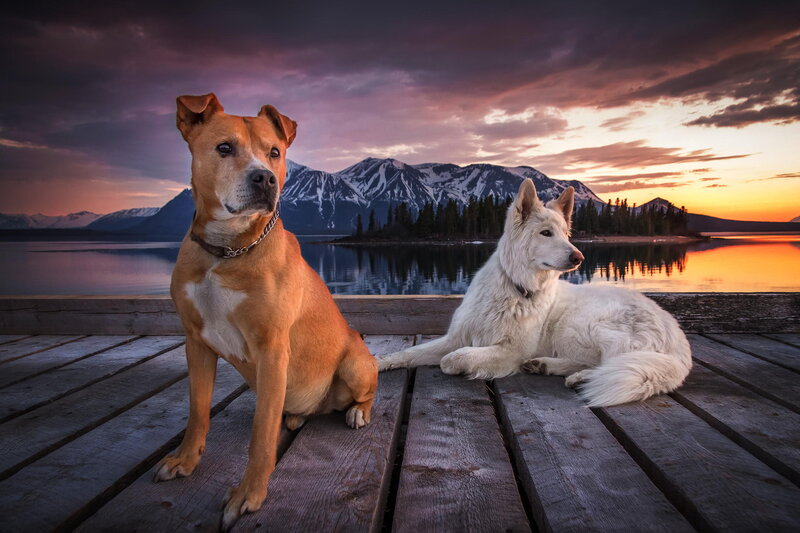 Two Dogs on a Dock — Purple