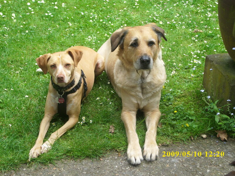 Two dogs on a grassy lawn