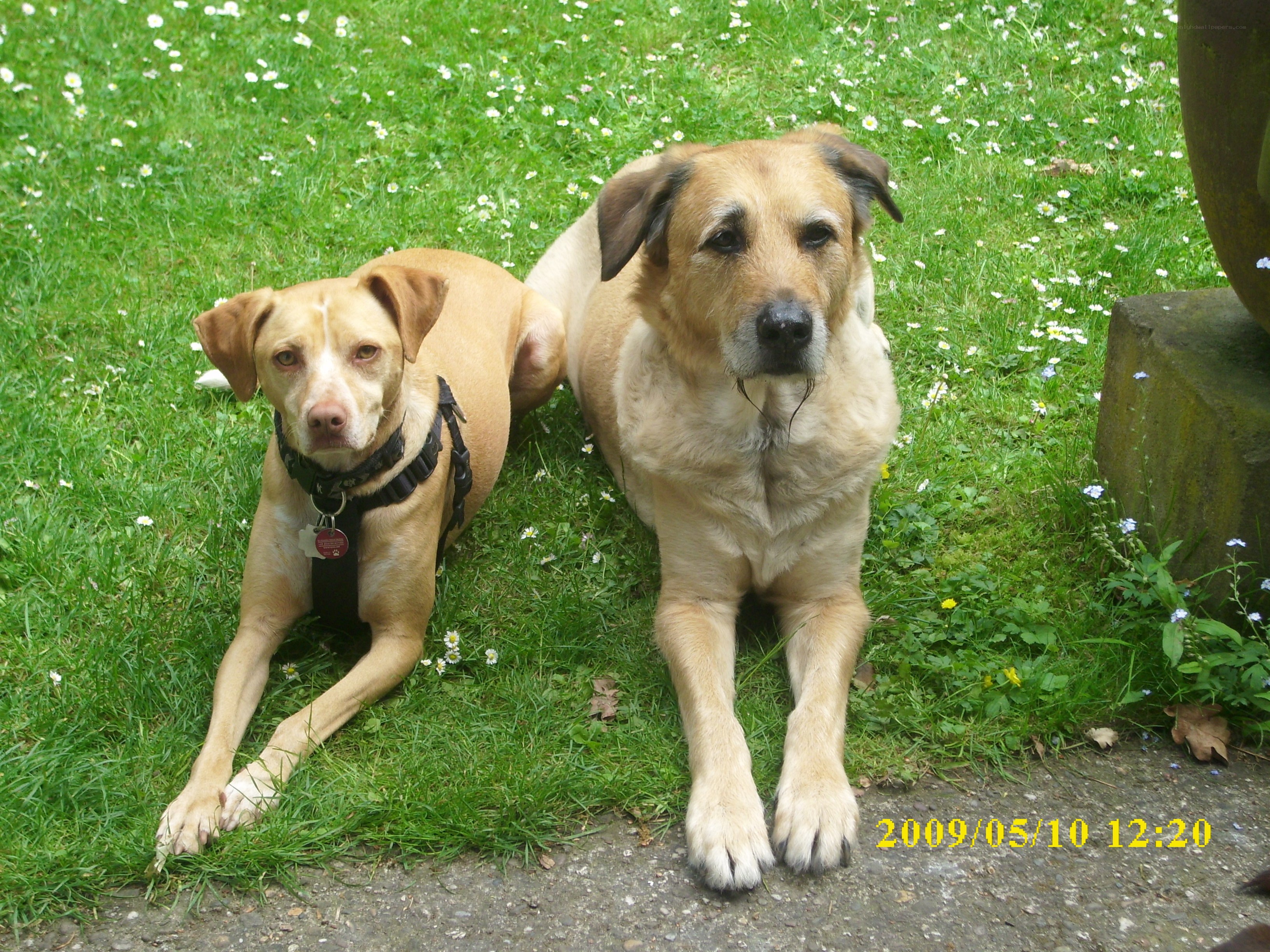 Two dogs on a grassy lawn