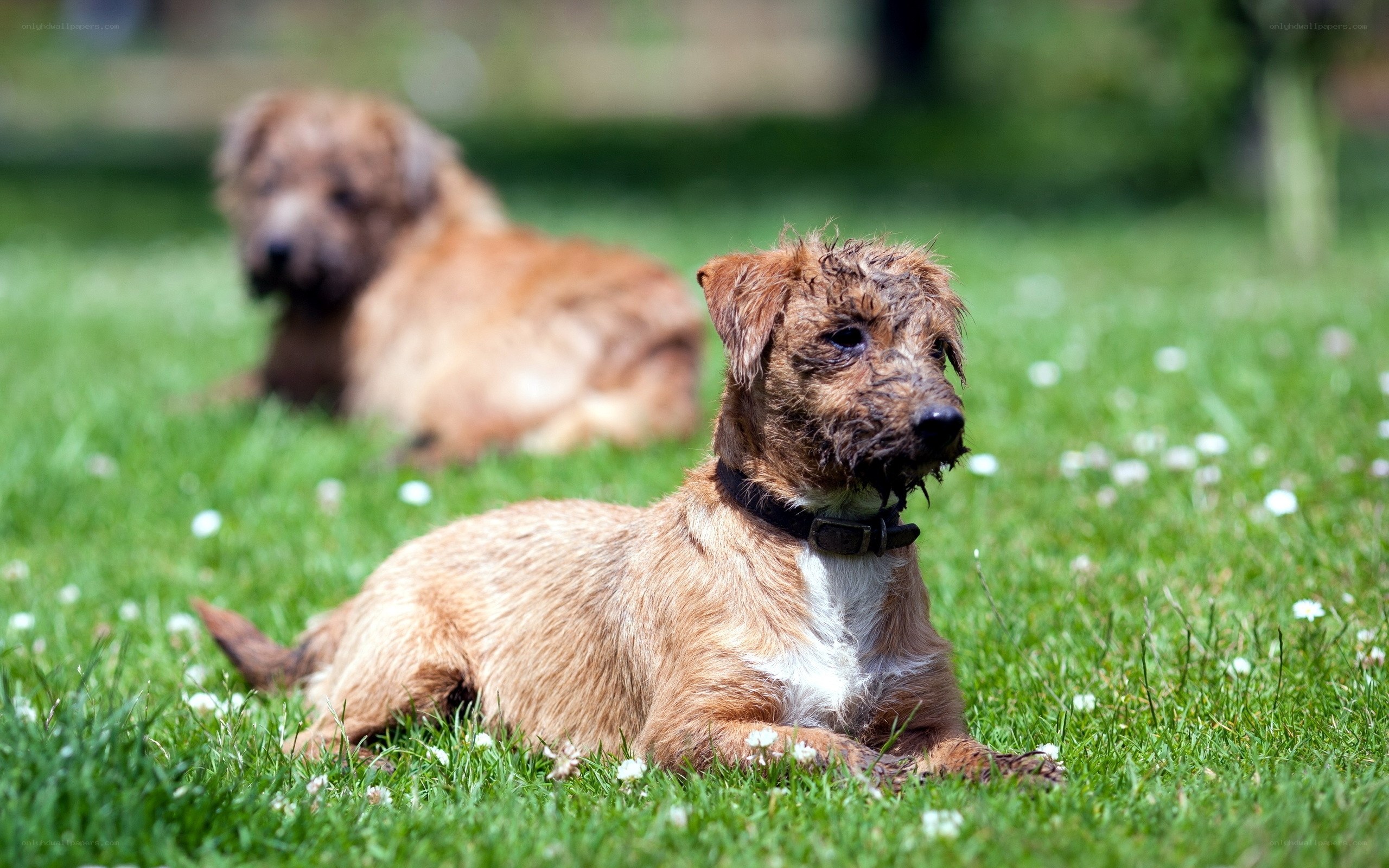 Two dogs on a grassy lawn