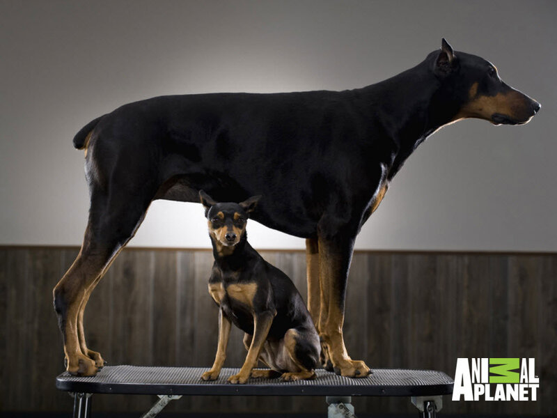 Two dogs on a grooming table
