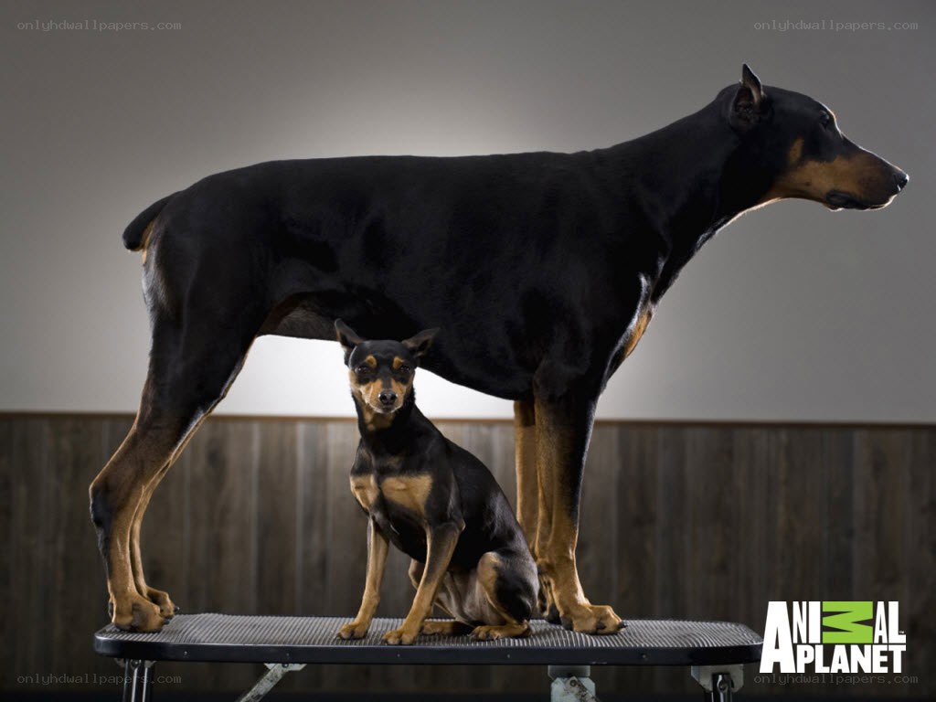 Two dogs on a grooming table