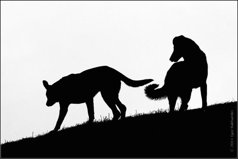 Two Dogs on a Hill