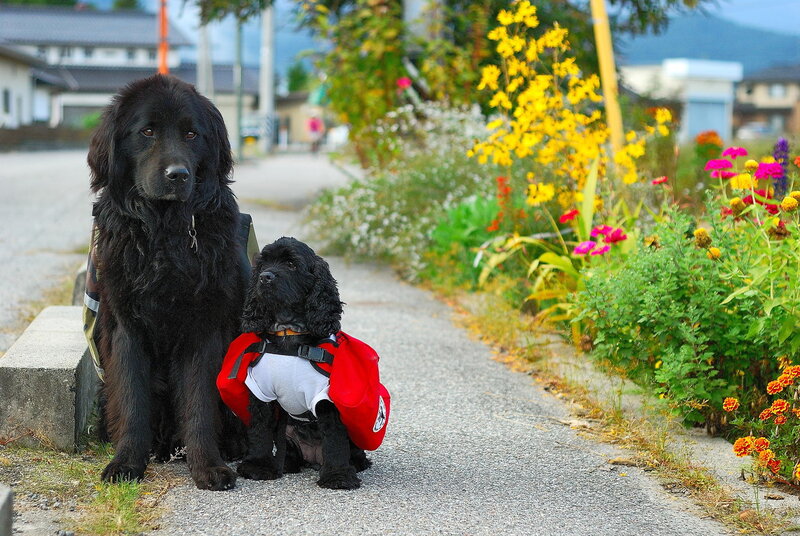 Two Dogs on a Path — Black