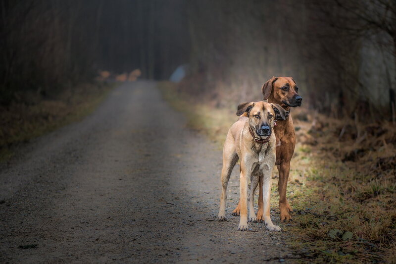 Two Dogs on a Path — Brown, Serene