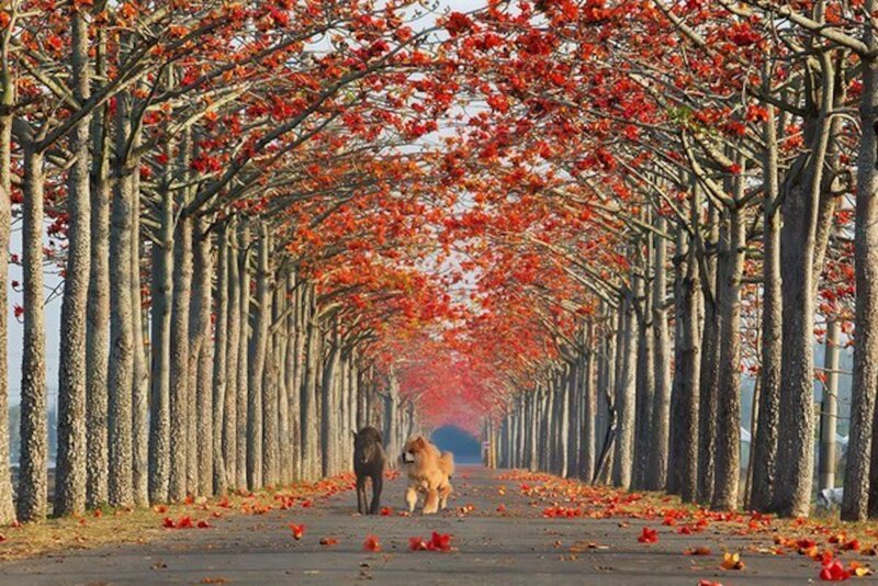 Two Dogs on a Path — Red