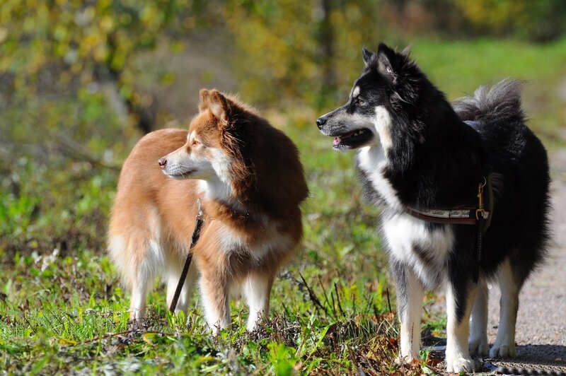Two Dogs on a Path