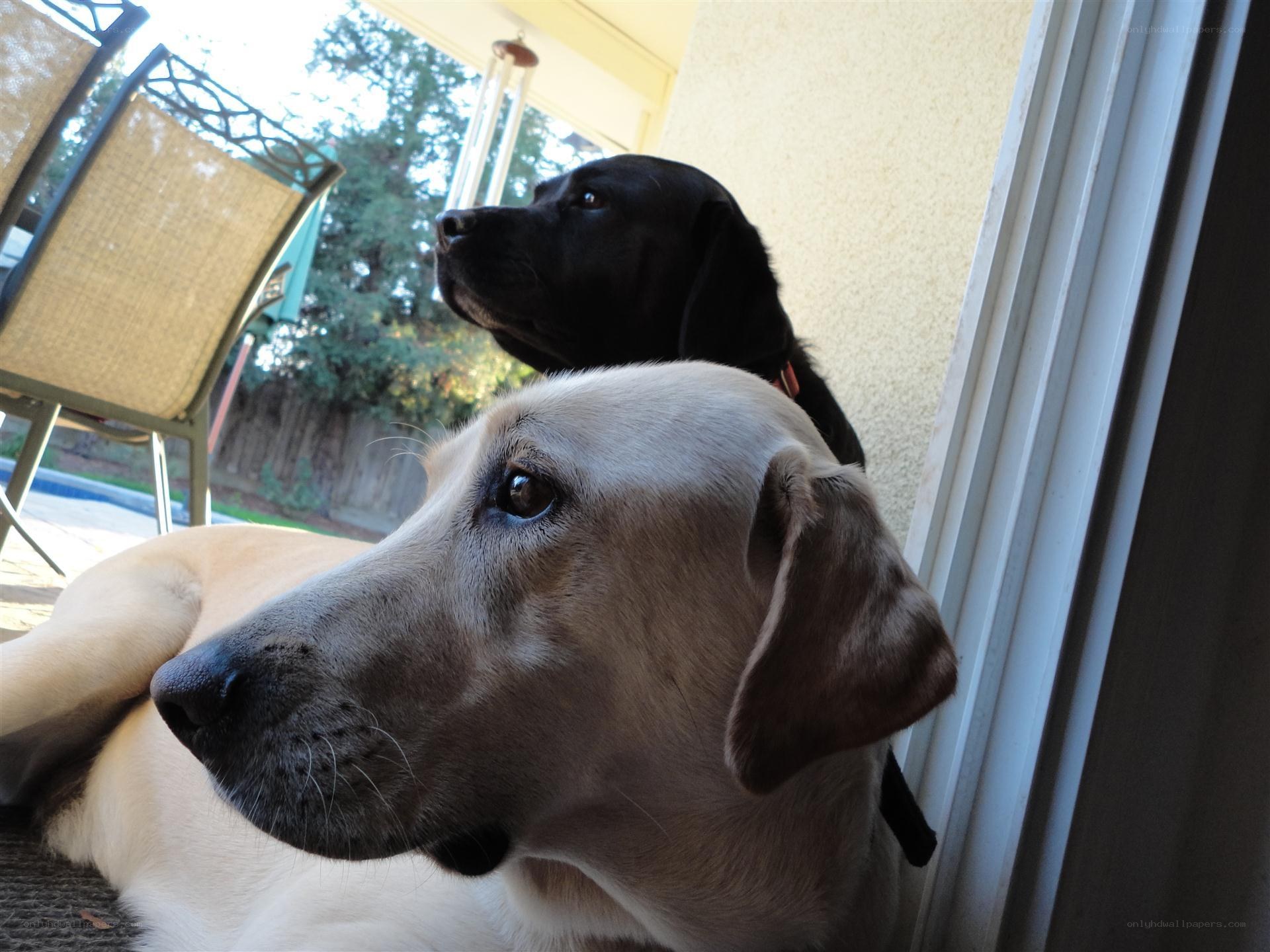 two dogs on a patio