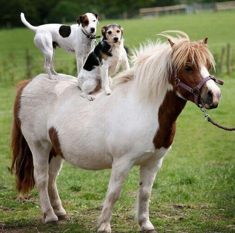 Two Dogs on a Pony