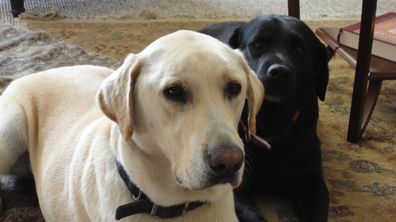 Two dogs on a rug