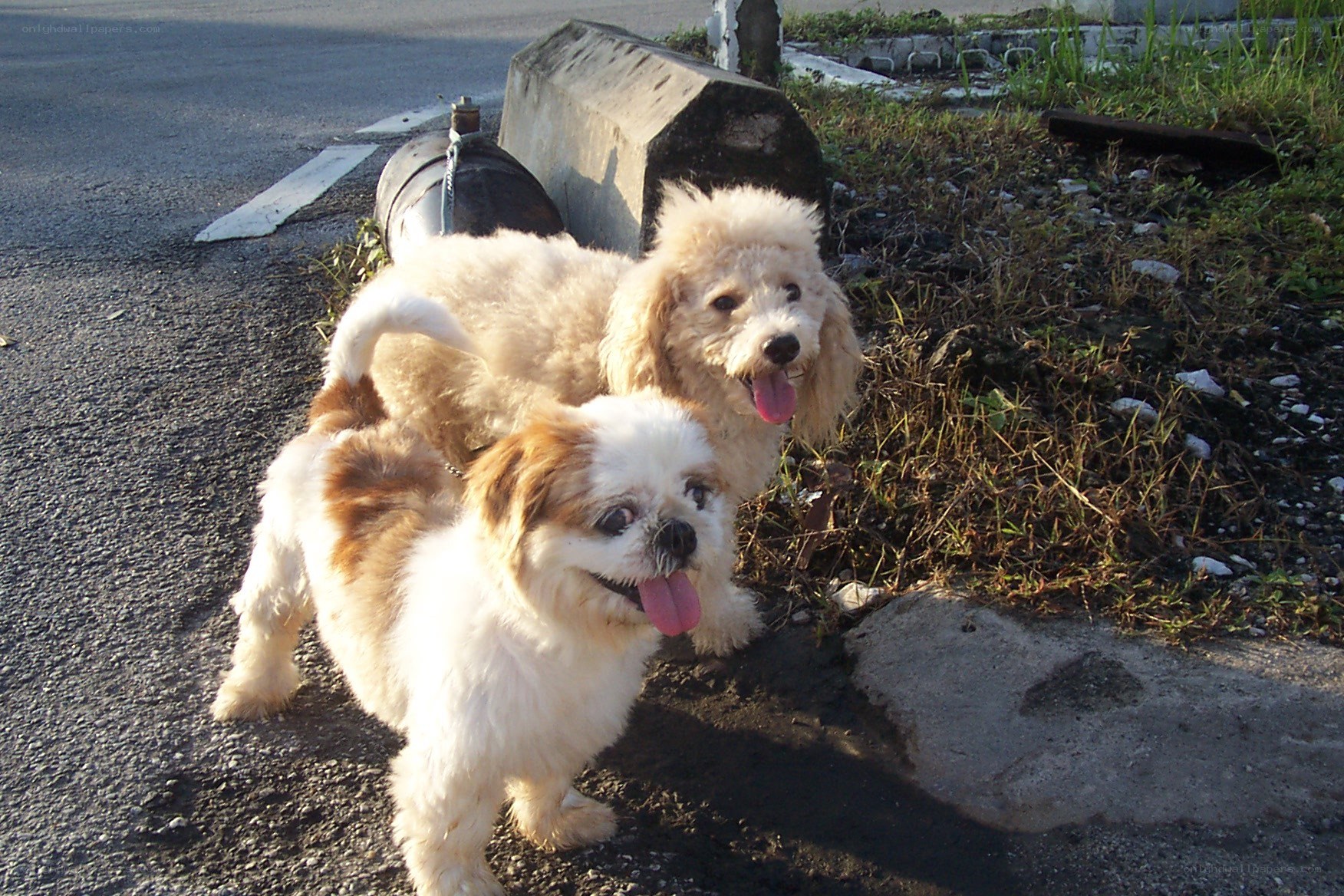 Two dogs on a street