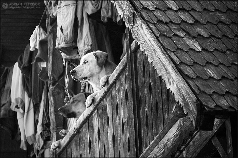 Two Dogs on Balcony — Black