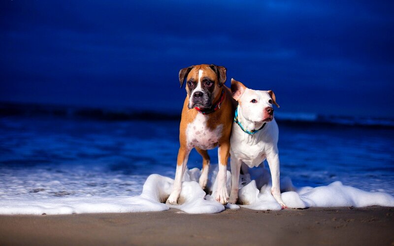 Two Dogs on Beach — Blue