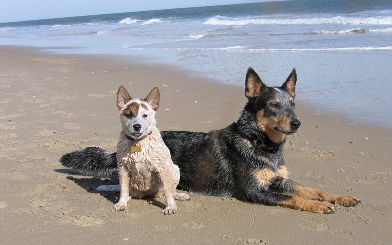 Two Dogs on Beach — Brown, Calm