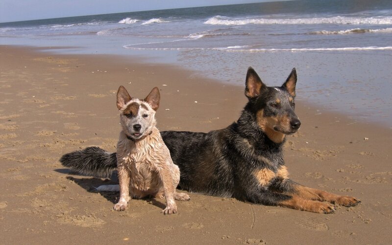 Two Dogs on Beach — Brown