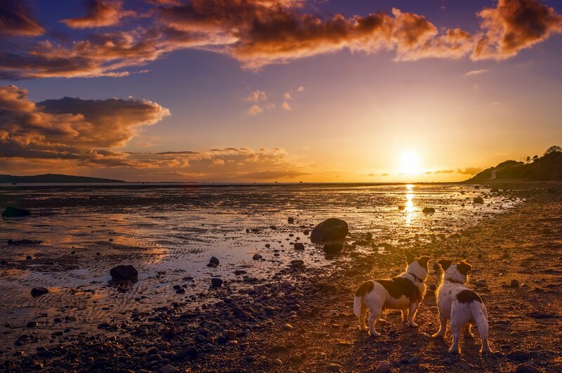 Two Dogs on Beach — Orange, Serene, Sunset