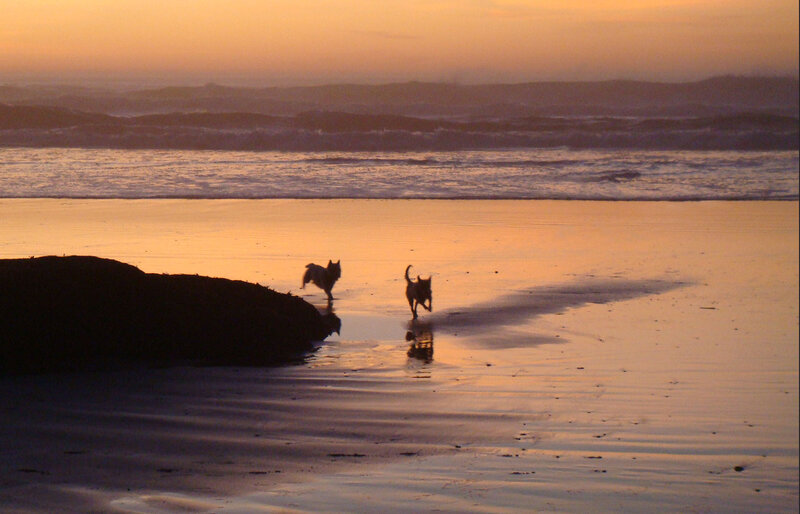Two Dogs on Beach — Orange, Serene