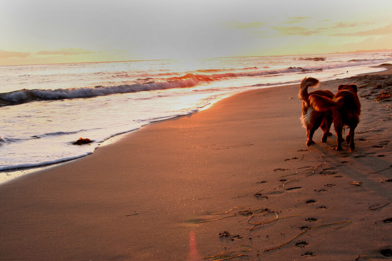 Two Dogs on Beach — Orange