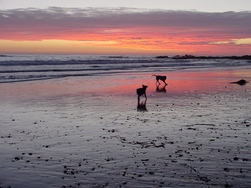 Two Dogs on Beach