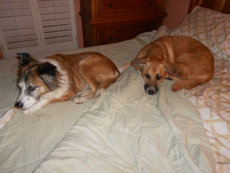 Two Dogs on Bed — Beige