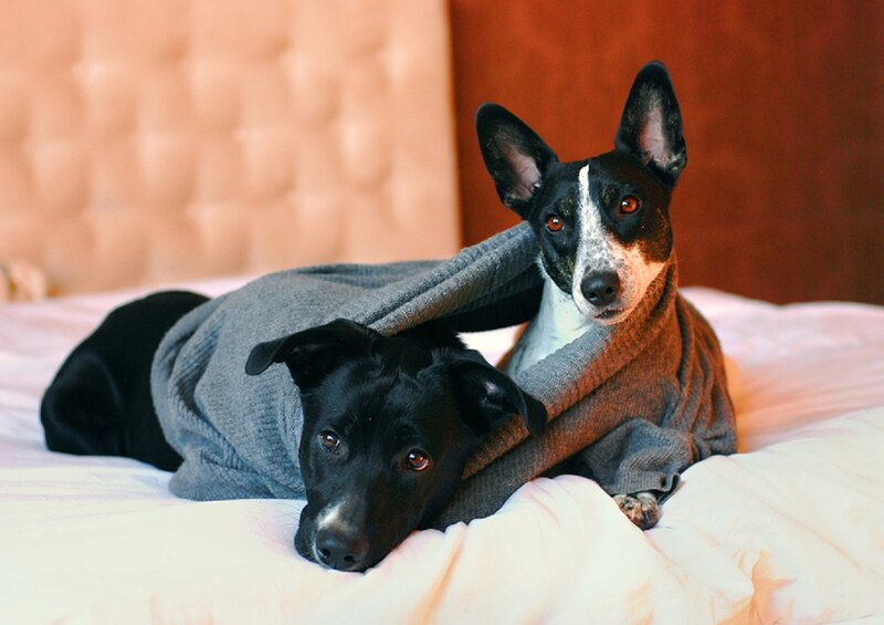 Two Dogs on Bed — Black