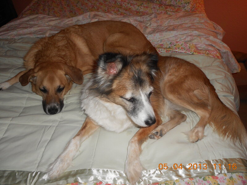 Two Dogs on Bed — Brown, Calm