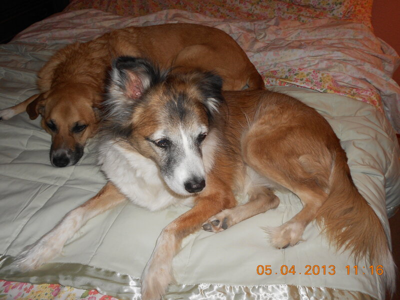 Two Dogs on Bed — Brown