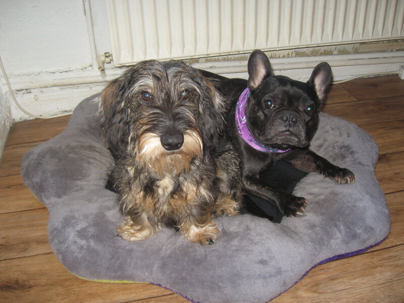 Two Dogs on Bed — Gray
