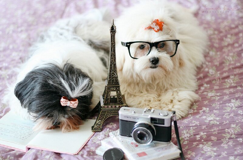 Two Dogs on Bed — Pink, Calm, Photograph