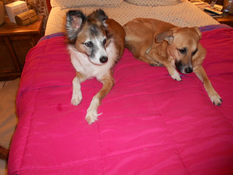 Two Dogs on Bed — Pink, Calm