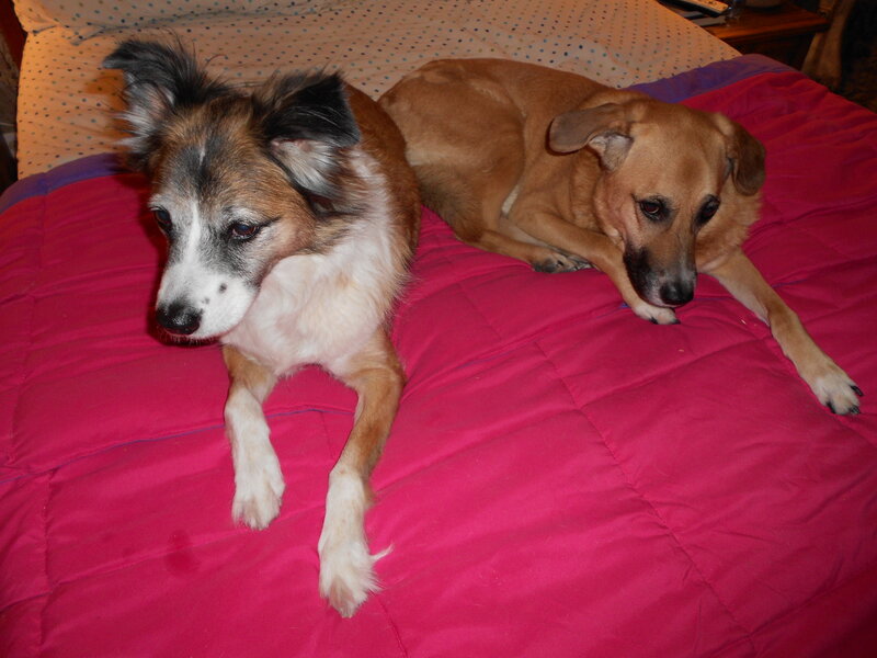 Two Dogs on Bed — Pink