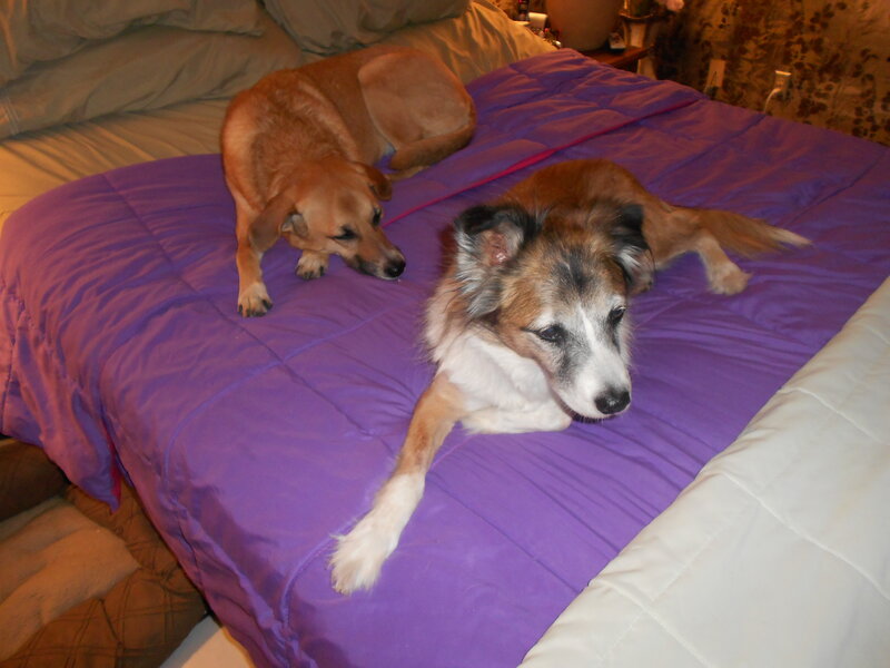 Two Dogs on Bed — Purple, Calm, Night