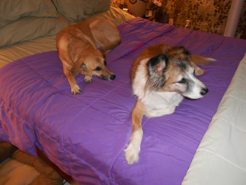 Two Dogs on Bed — Purple, Calm
