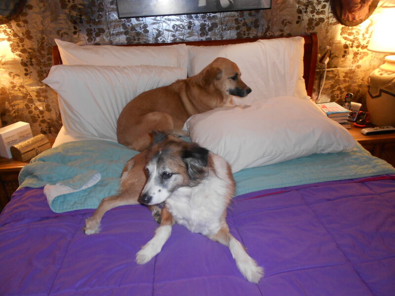 Two Dogs on Bed — Purple