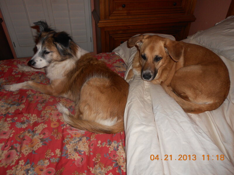 Two Dogs on Bed — Red, Calm, Night