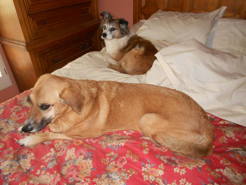 Two Dogs on Bed — Red, Calm