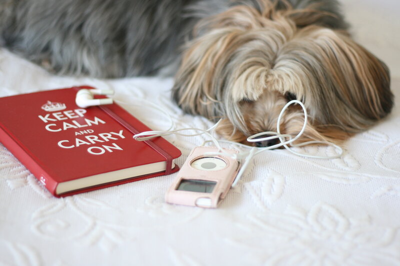 Two Dogs on Bed — Red