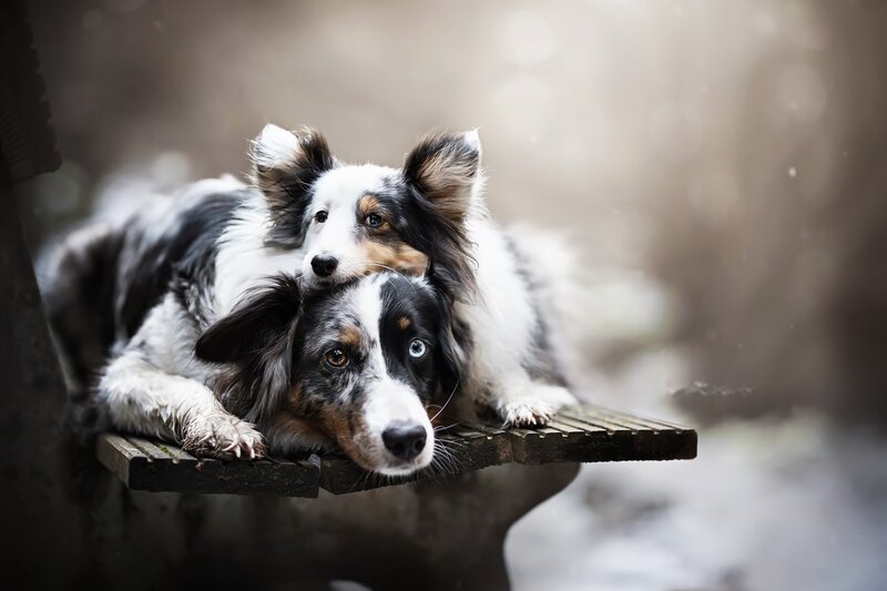 Two Dogs on Bench