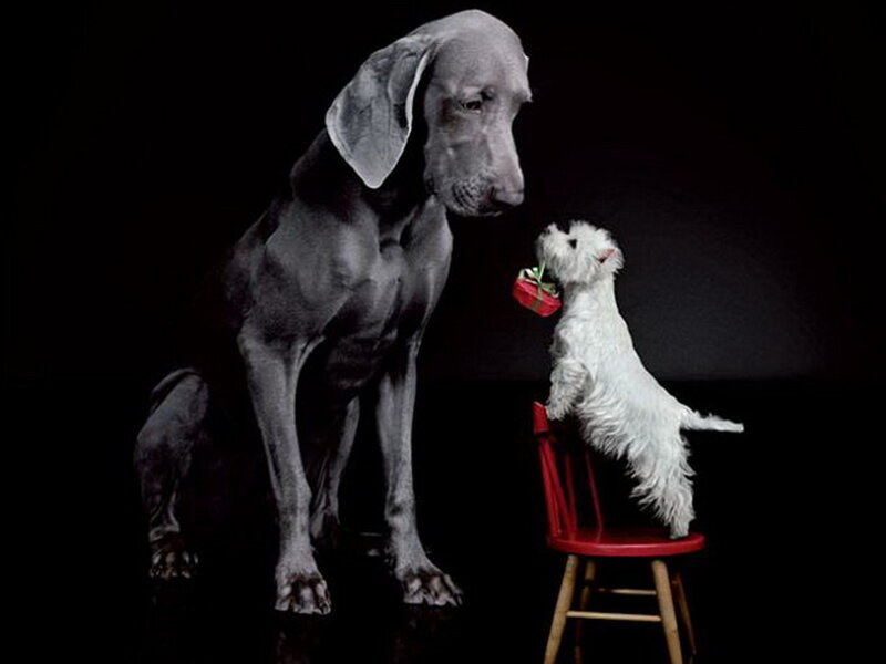 Two Dogs on Black Background