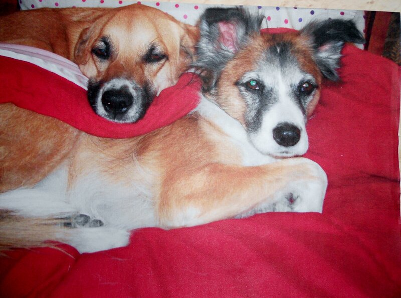 Two Dogs on Blanket
