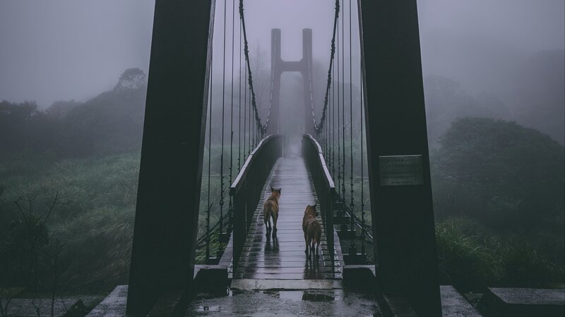 Two Dogs on Bridge