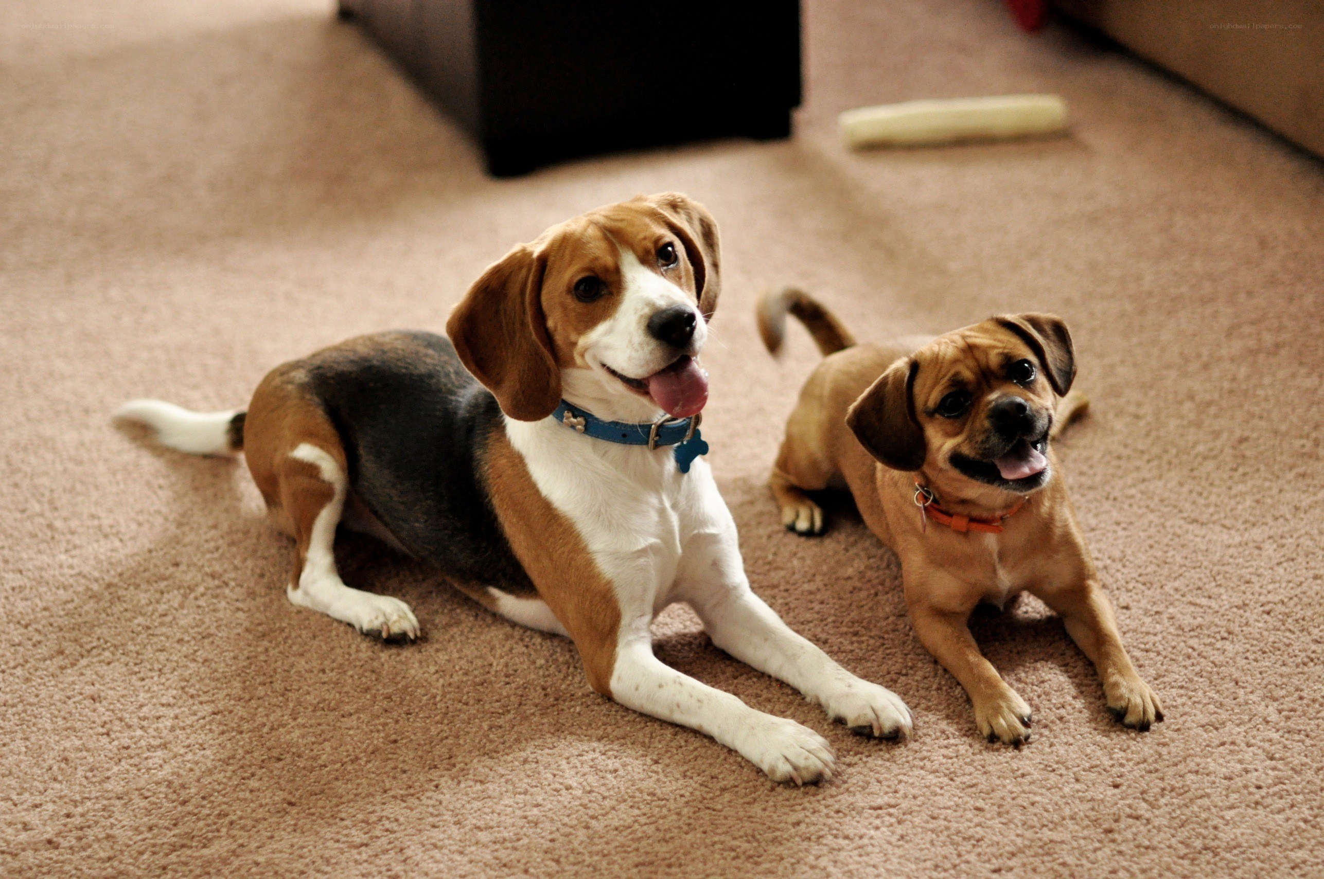 two dogs on carpet