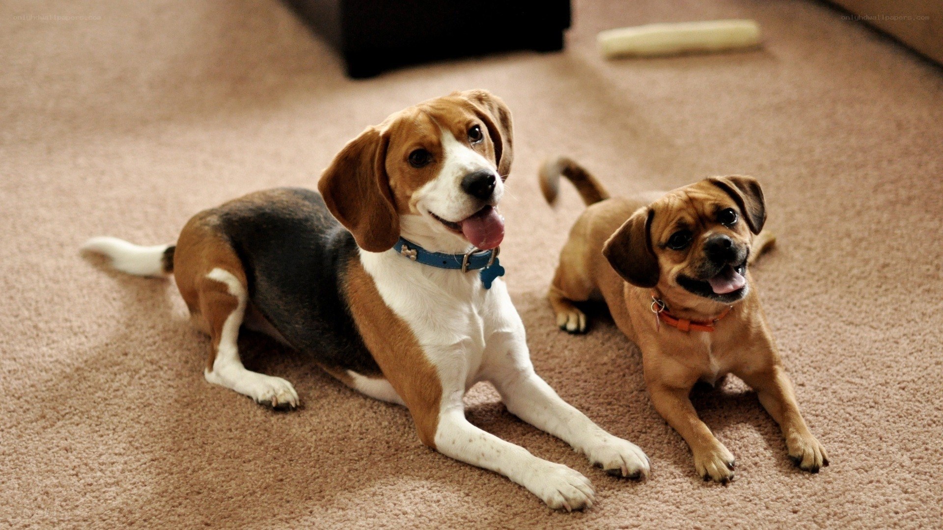 Two dogs on carpet