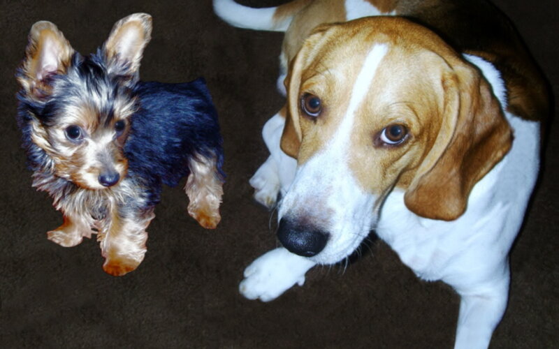 Two Dogs on Carpet — Brown, Calm