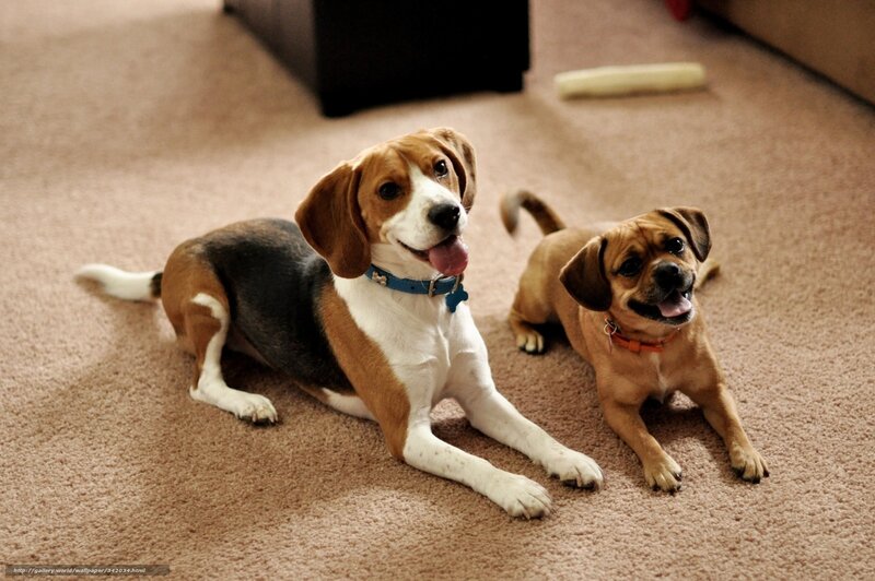 Two Dogs on Carpet — Brown, Relaxed, Photograph