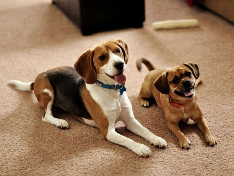 Two Dogs on Carpet — Brown, Relaxed
