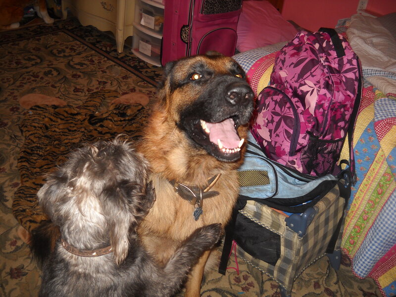 Two Dogs on Carpet — Brown