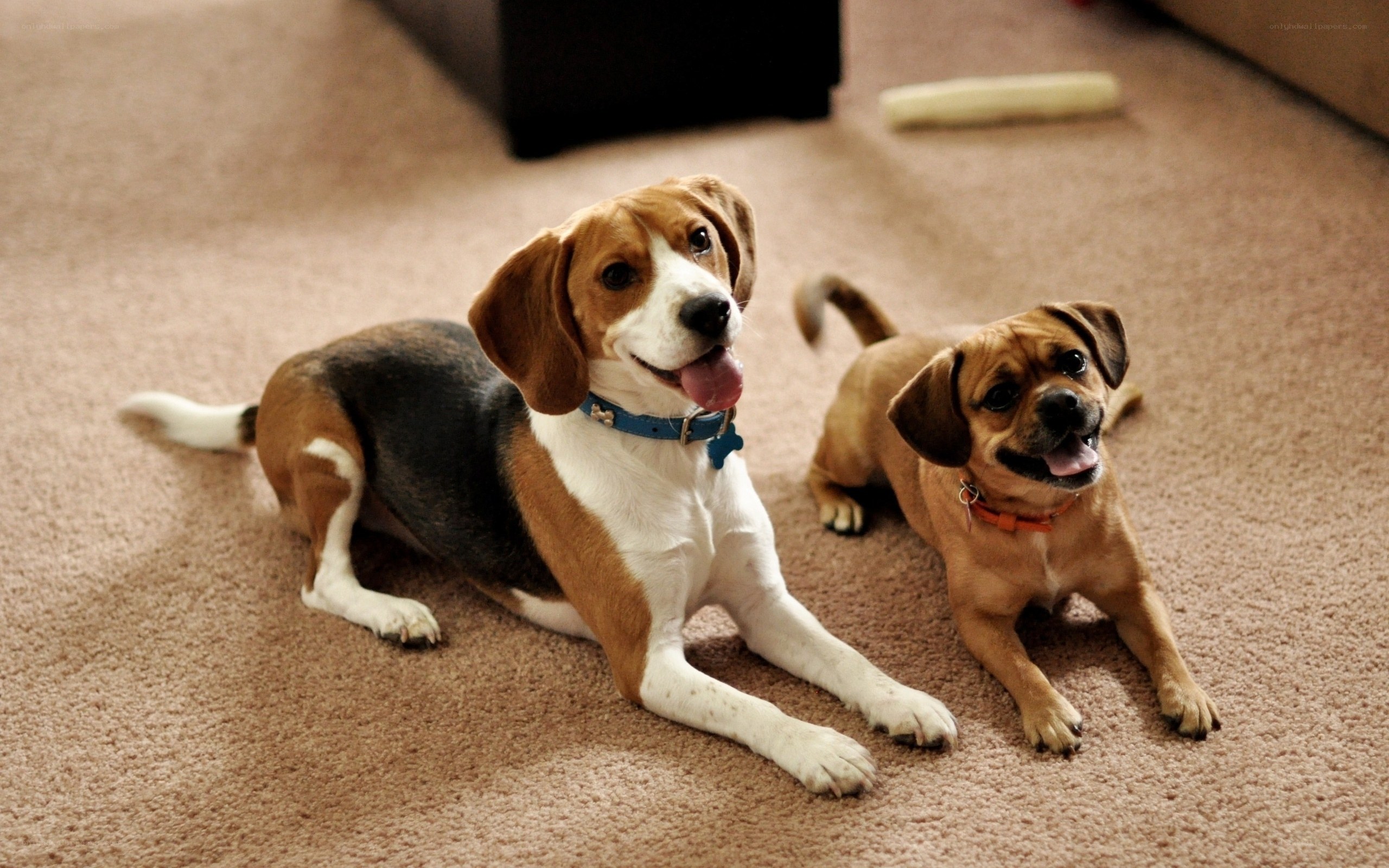 Two dogs on carpet