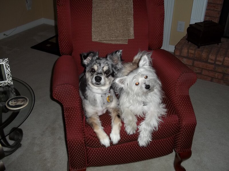 Two Dogs on Chair — Red