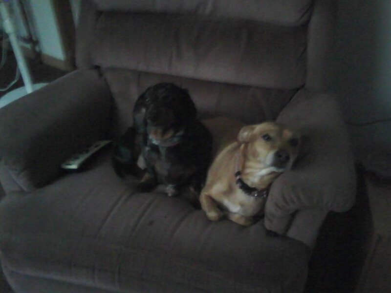 Two Dogs on Chair